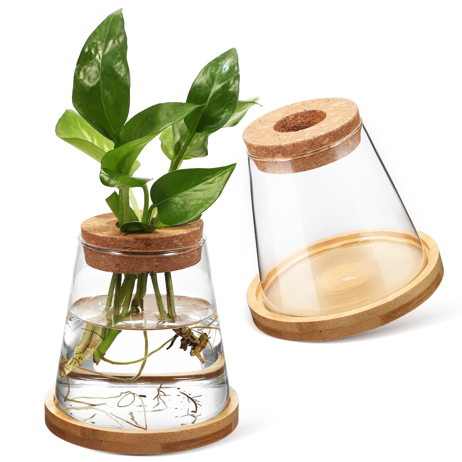 Planted Aquarium Jar - 2 Buah Pot Tanaman Kaca, Wadah