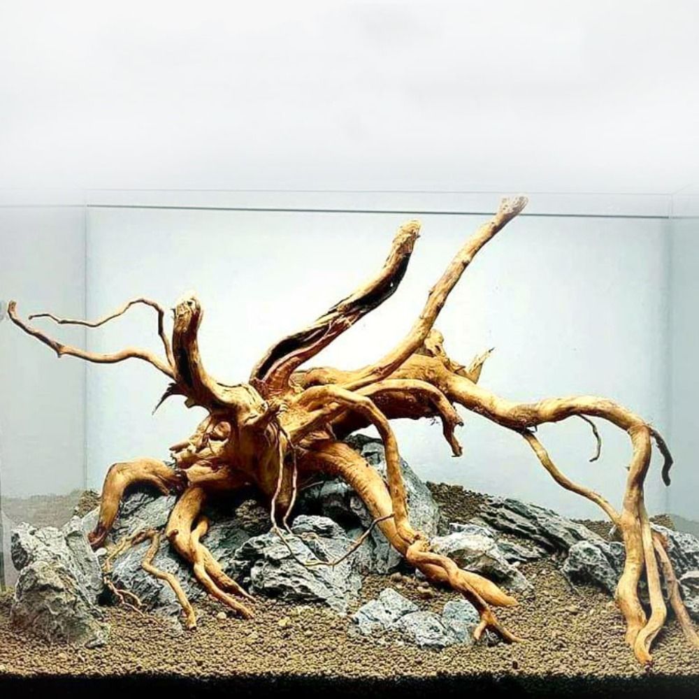 Aquarium Plant Roots - Kayu Apung Akuarium Besar 20-25CM, Dekorasi