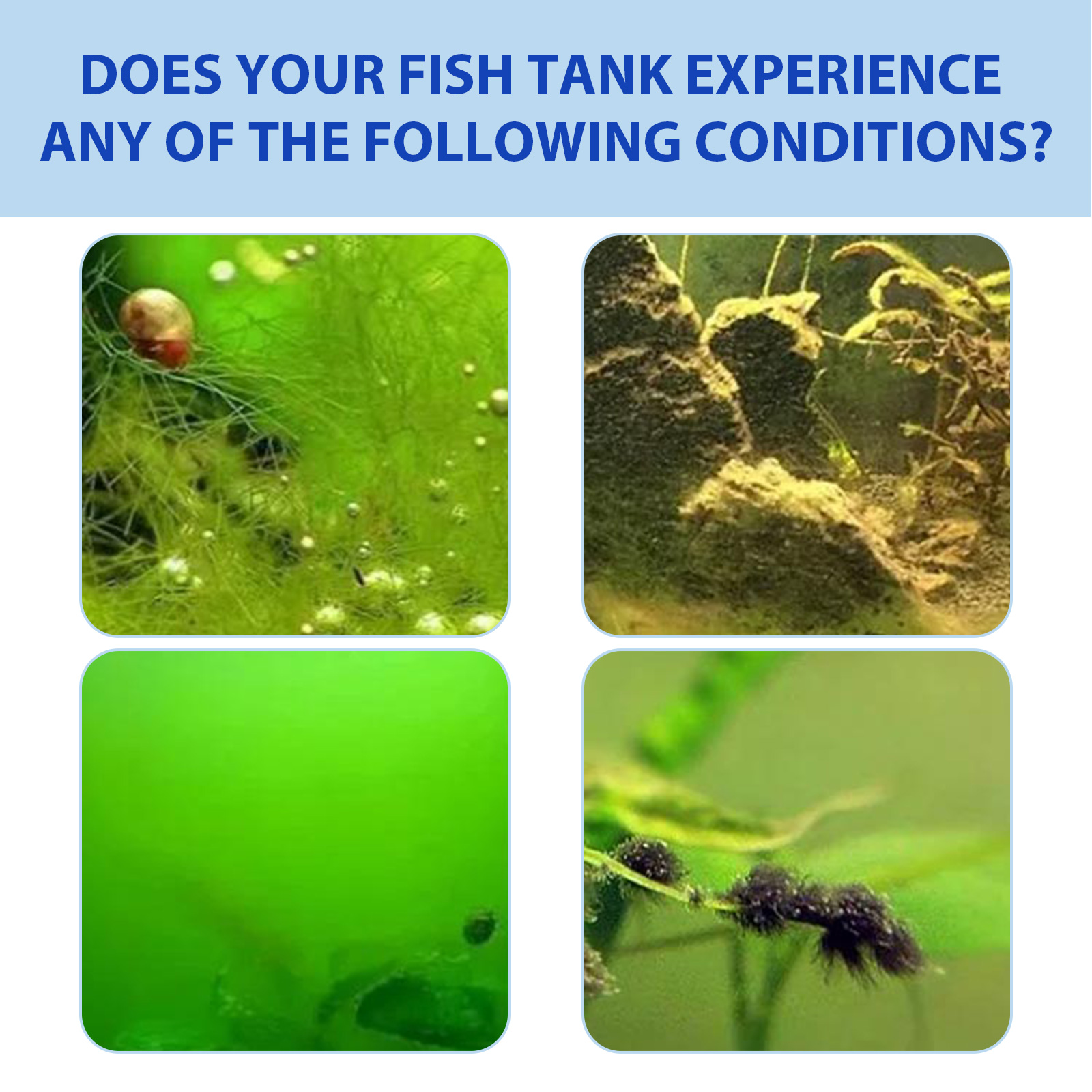 Bubuk Pengontrol Alga Akuarium - Planted Aquarium Algae Control ulasan dan harga