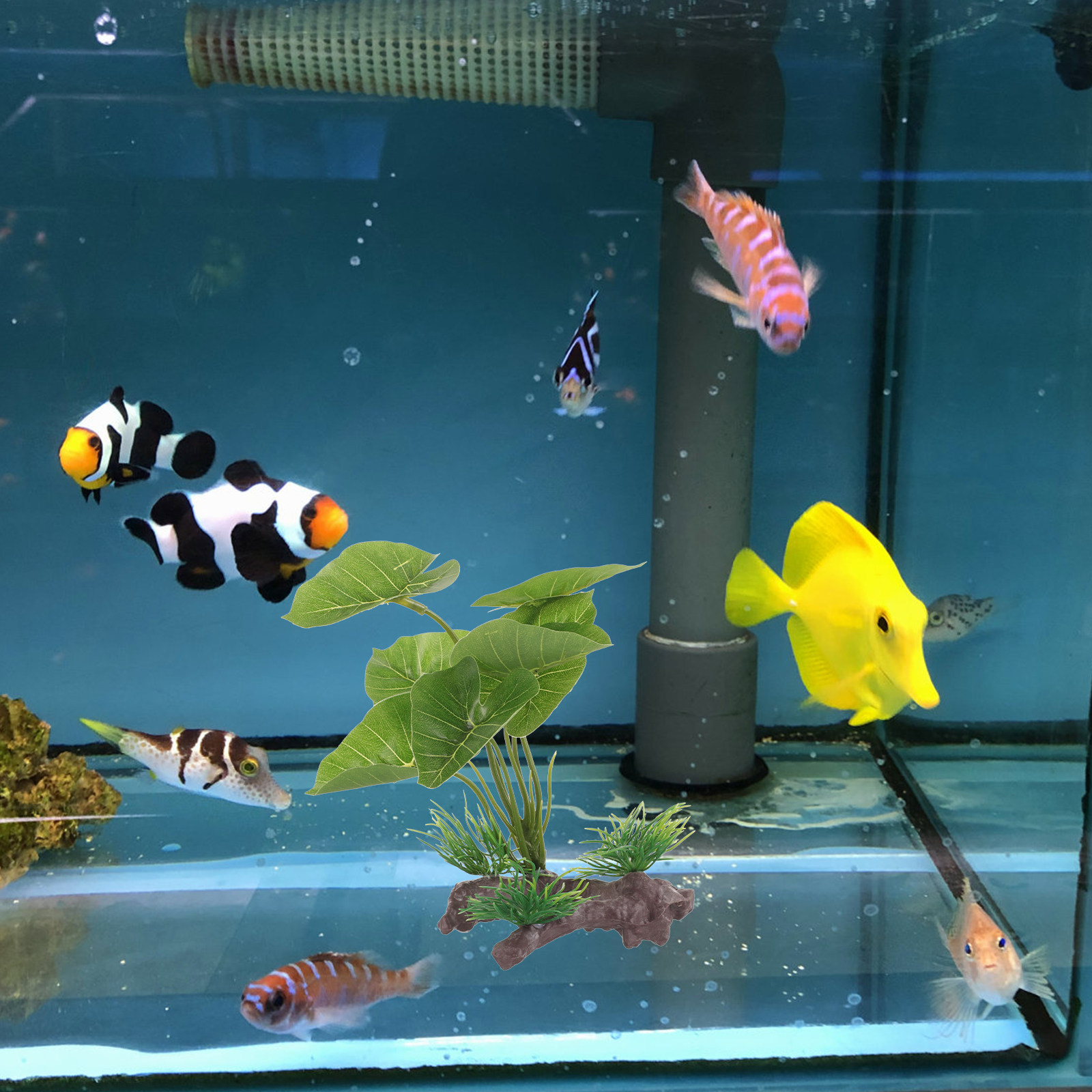 Tanaman Akuarium Plastik Seper - Planted Aquarium Care ulasan dan harga