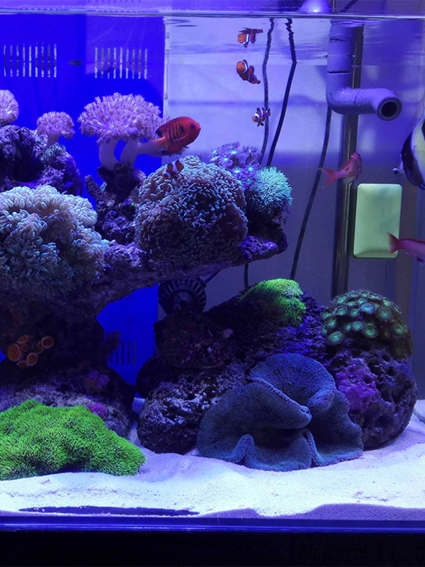 Pasir Akuarium Putih, Dekorasi - Aquarium Sand White ulasan dan harga