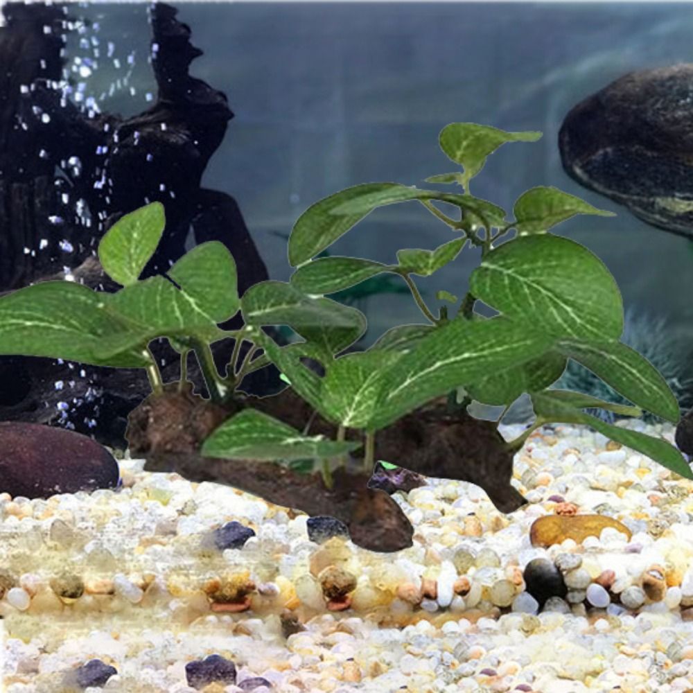 Plastik Kreatif untuk Dekorasi - Planted Aquarium Jar ulasan dan harga