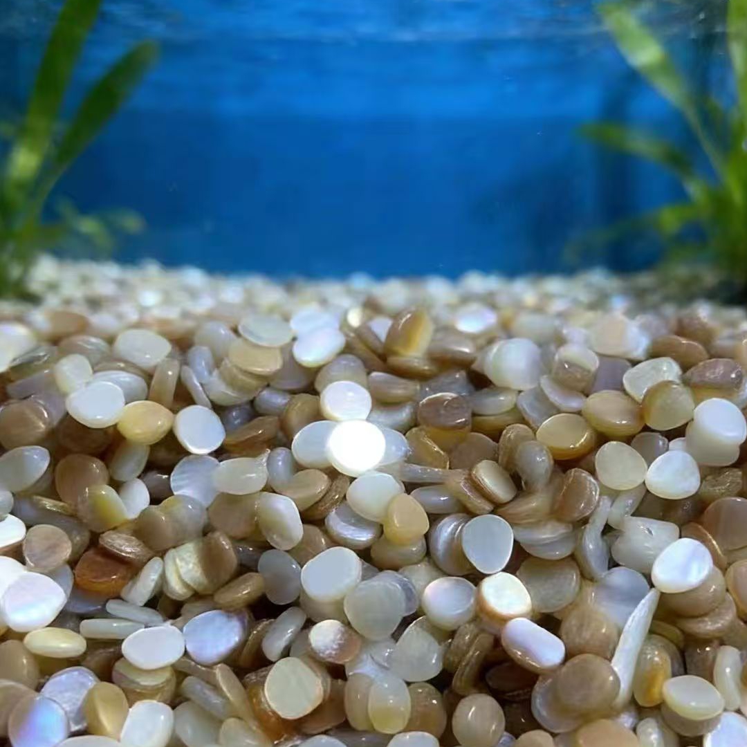 50pcs 4-7mm Cangkang Mutiara A - Aquarium Sand White ulasan dan harga