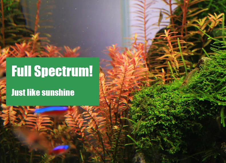 Chihiros C Series ADA Style Pl - Planted Aquarium Mini ulasan dan harga