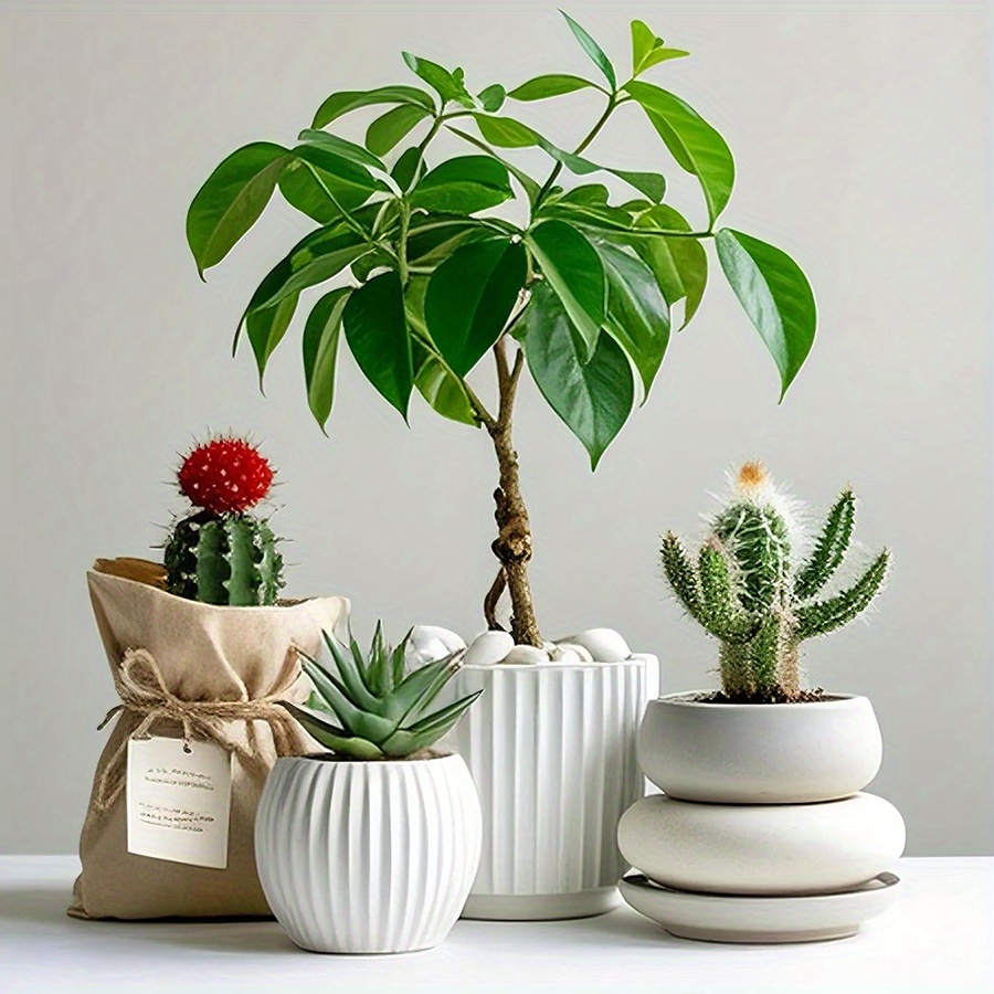 200/400g Batu Kerikil Putih Po - Aquarium Plant ulasan dan harga