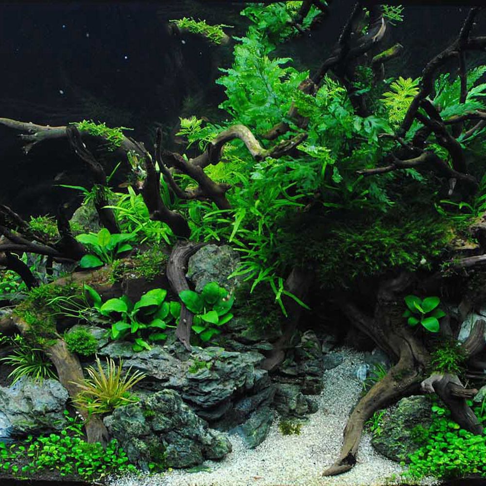 Kayu N1N Dekorasi Akuarium Lan - Aquarium Plant Roots ulasan dan harga
