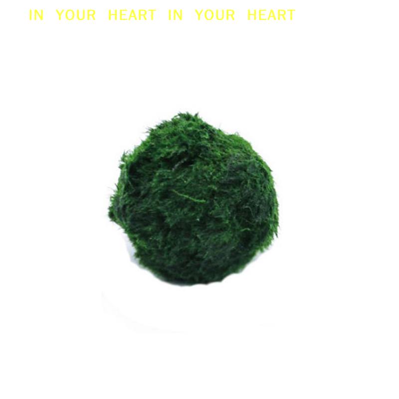 【X】Bola Lumut Marimo 3-4cm, Ta - Aquarium Plant Roots ulasan dan harga