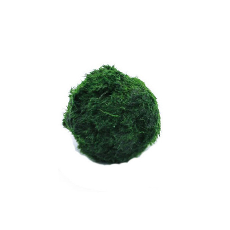 Bola Lumut Marimo Tanaman Akua - Aquarium Plant Roots ulasan dan harga