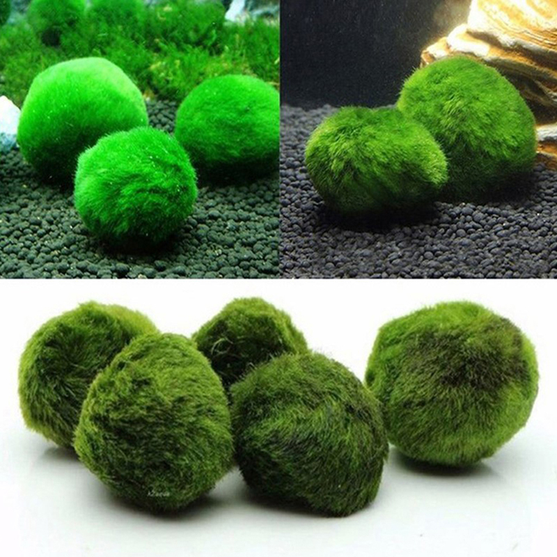 Bola Lumut Marimo Tanaman Akua - Aquarium Plant Roots ulasan dan harga