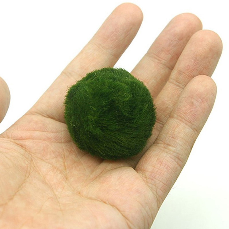 Bola Lumut Marimo Tanaman Akua - Aquarium Plant Roots ulasan dan harga