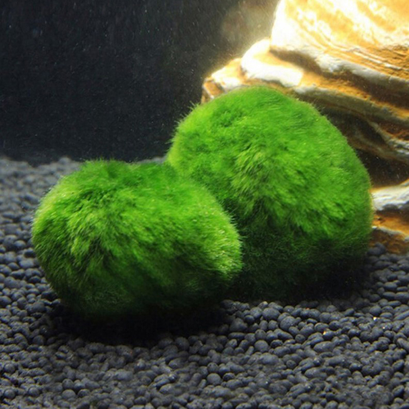 Bola Lumut Marimo Tanaman Akua - Aquarium Plant Roots ulasan dan harga