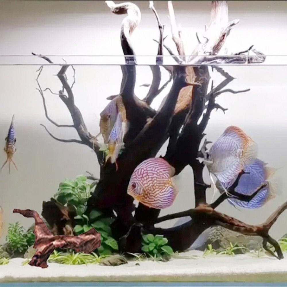 Kayu Karang Bentuk Tidak Berat - Aquarium Plant Roots ulasan dan harga