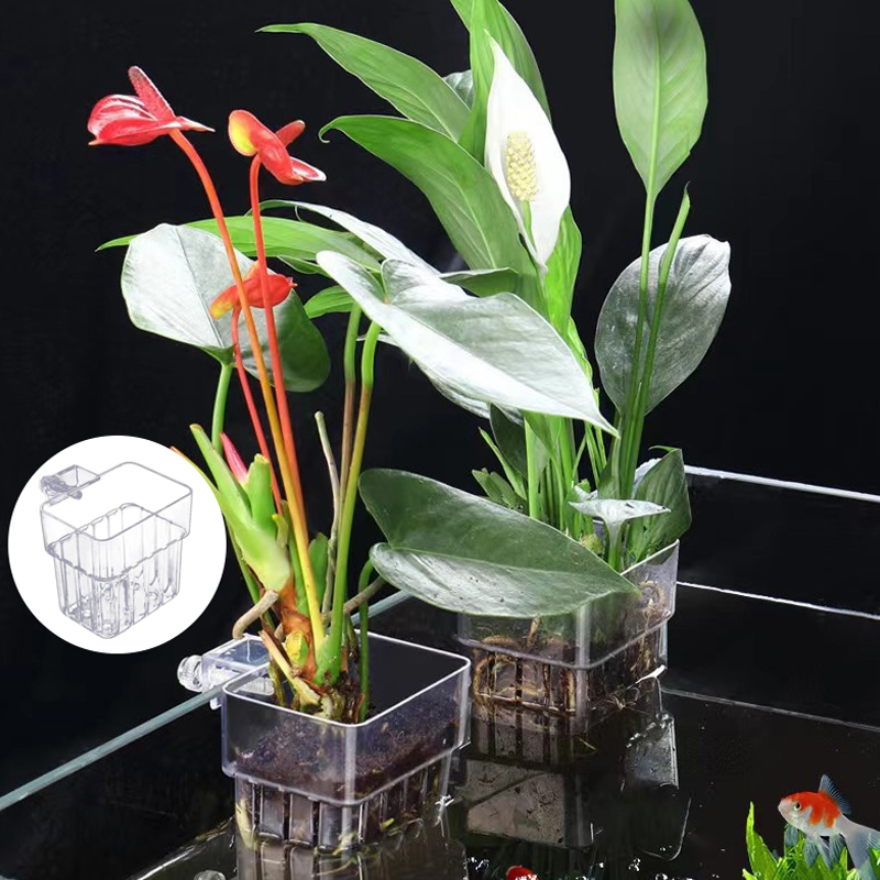 Akuarium ikan multifungsi cang - Planted Aquarium With Fish ulasan dan harga