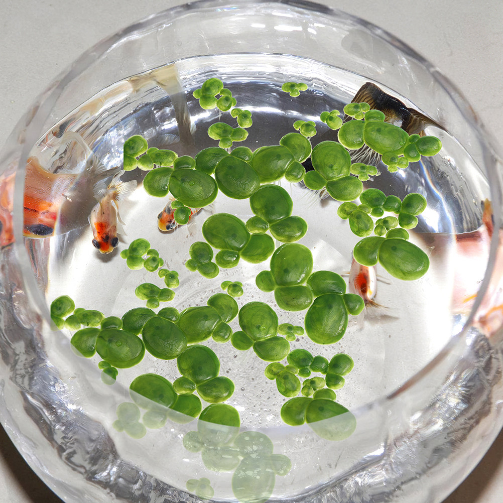 6 Paket Tanaman Duckweed Buata - Aquarium Plant Roots ulasan dan harga