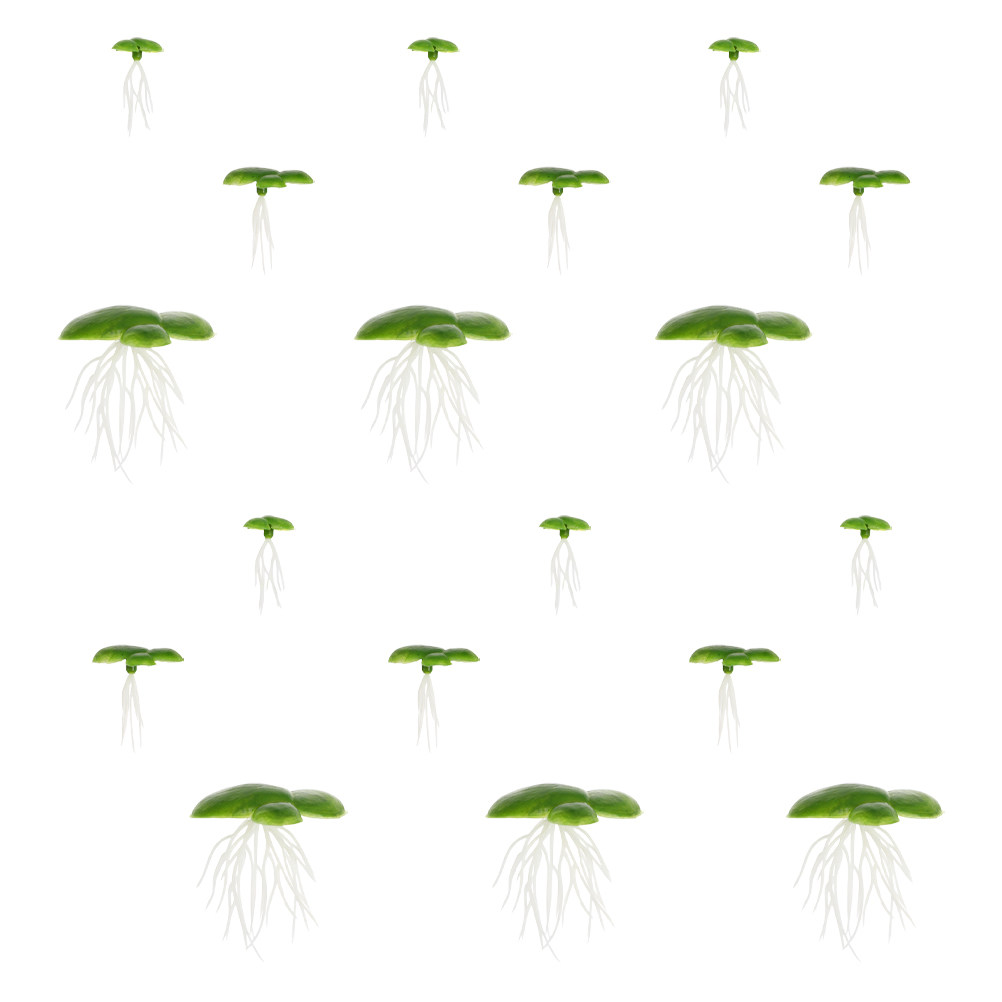 6 Paket Tanaman Duckweed Buata - Aquarium Plant Roots ulasan dan harga