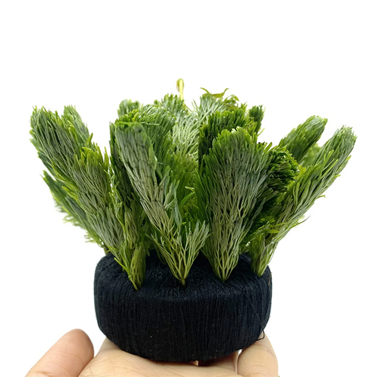 5 buah tangki ikan hitam rumpu - Aquarium Plant Roots ulasan dan harga